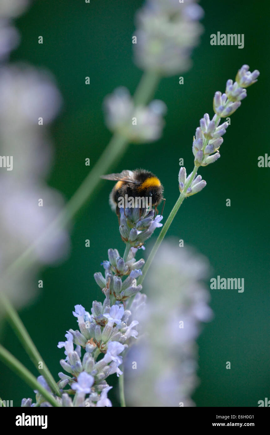 Buff-Tailed Bourdon sur une fleur de lavande. Banque D'Images