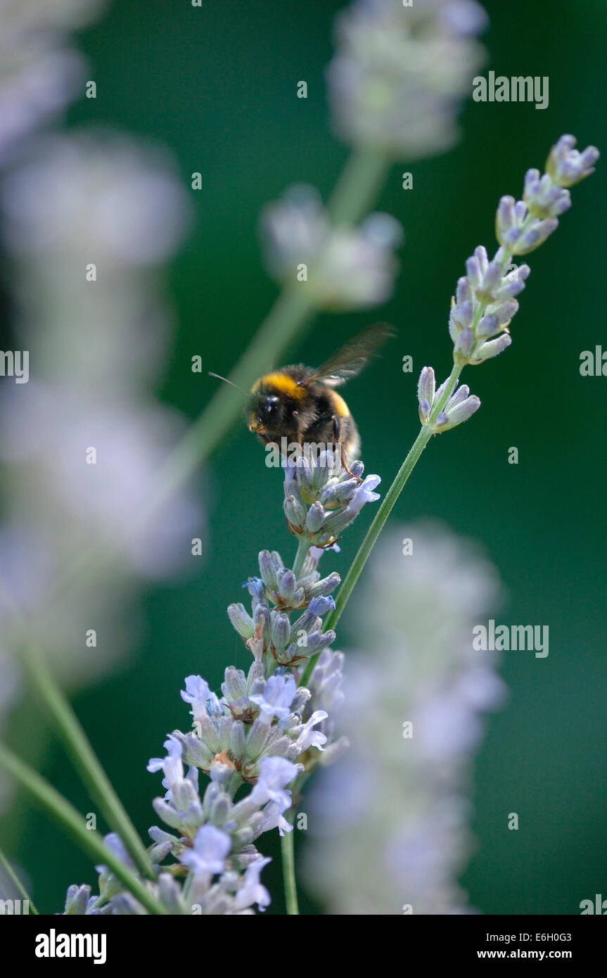 Buff-Tailed Bourdon sur une fleur de lavande. Banque D'Images