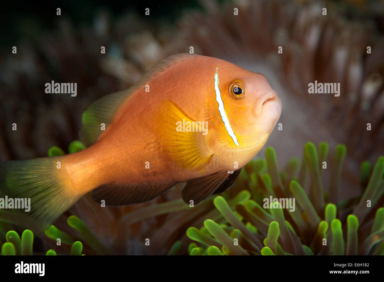Poisson clown rose aux Maldives, l'Océan Indien Banque D'Images
