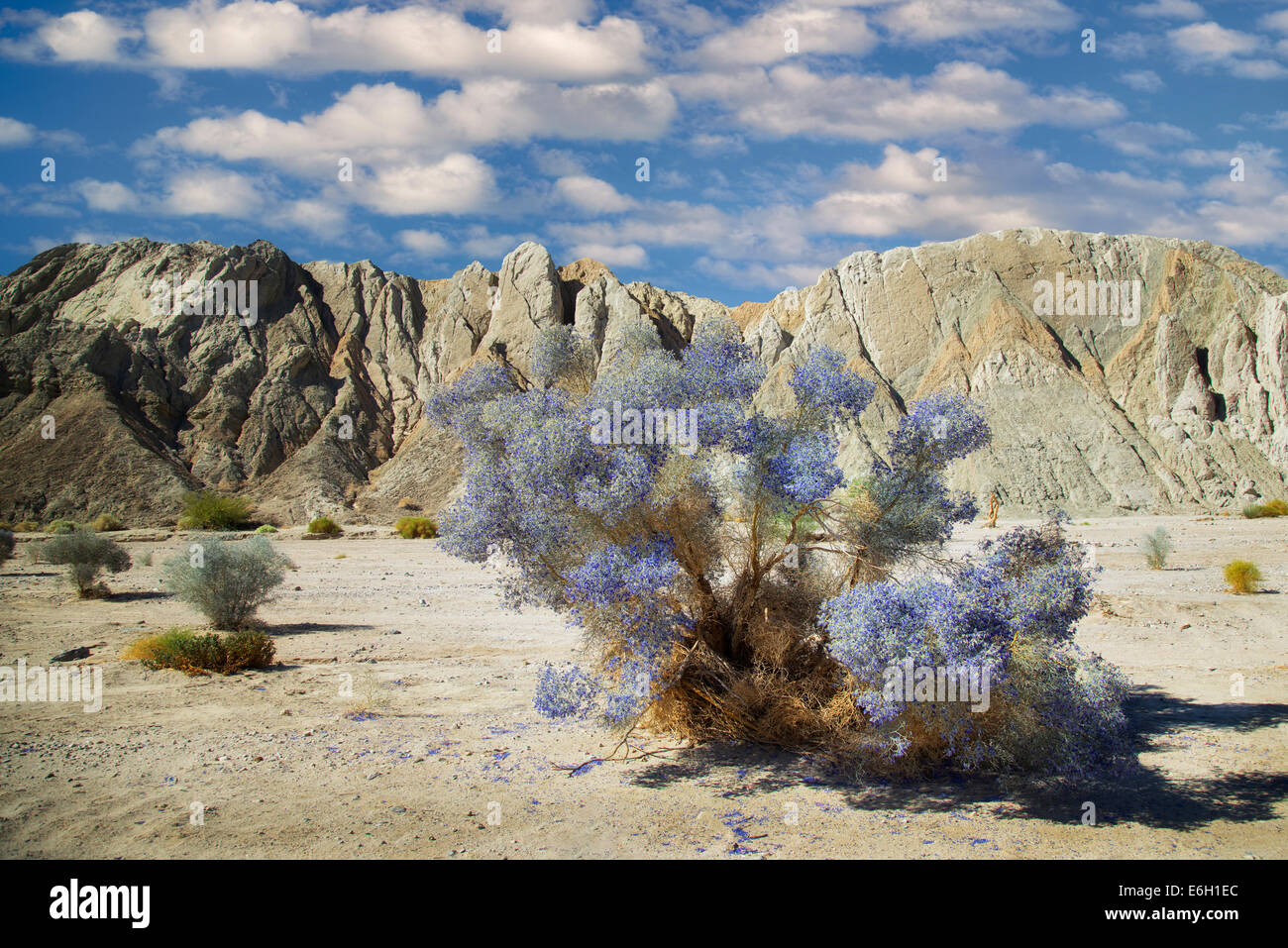 Indio Bush (Psorothamnus schottii) en fleur. Canyon peint , La Mecque Hills Wilderness. Californie Banque D'Images