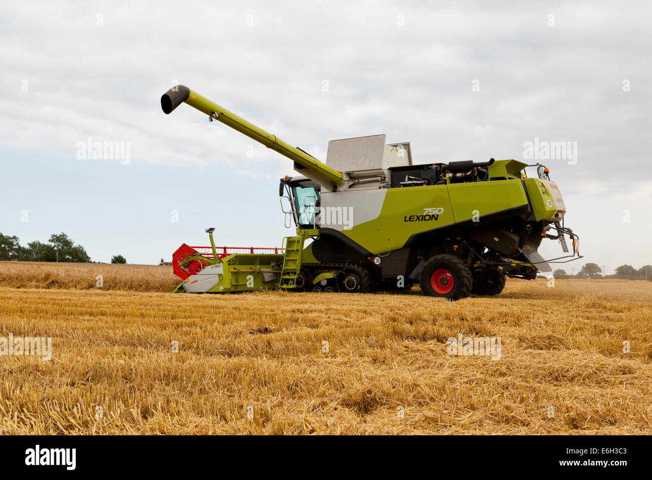 Une moissonneuse-batteuse maïs coupe Banque D'Images