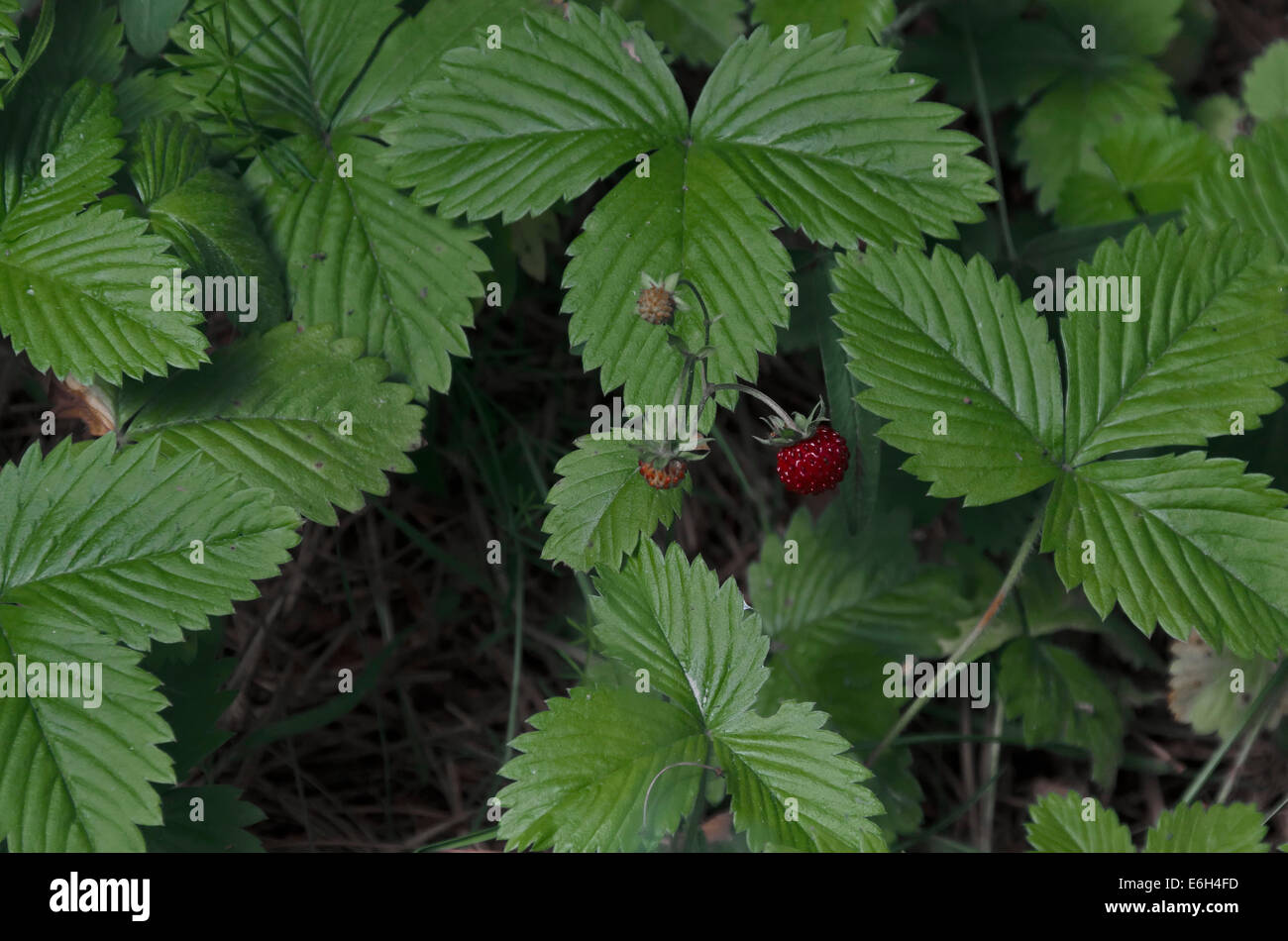 Partie d'un champ de fraise sauvage avec des fruits et des feuilles, Plana mountain, Bulgarie Banque D'Images