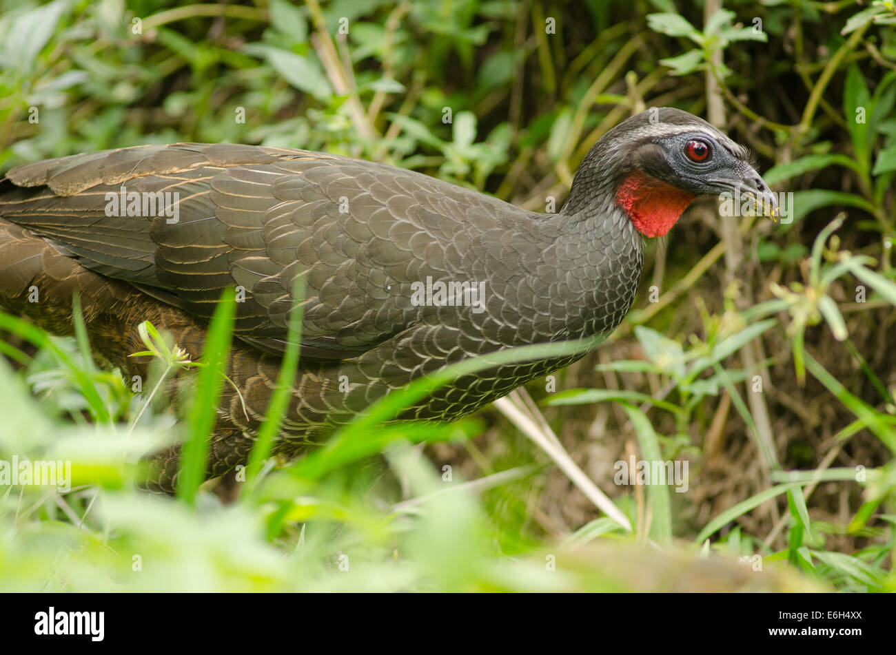 Guan de cayenne (Penelope superciliaris) Banque D'Images