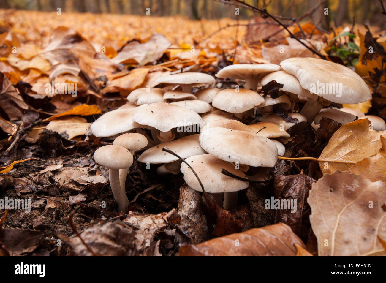 Des champignons dans la forêt Banque D'Images