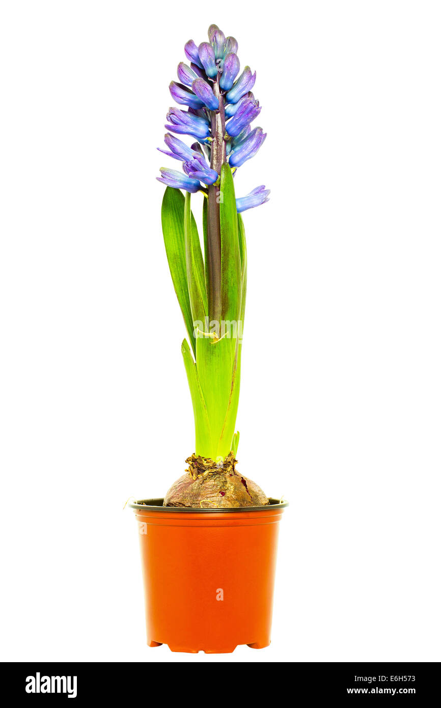 Jacinthe d'eau dans pot de fleurs Banque D'Images