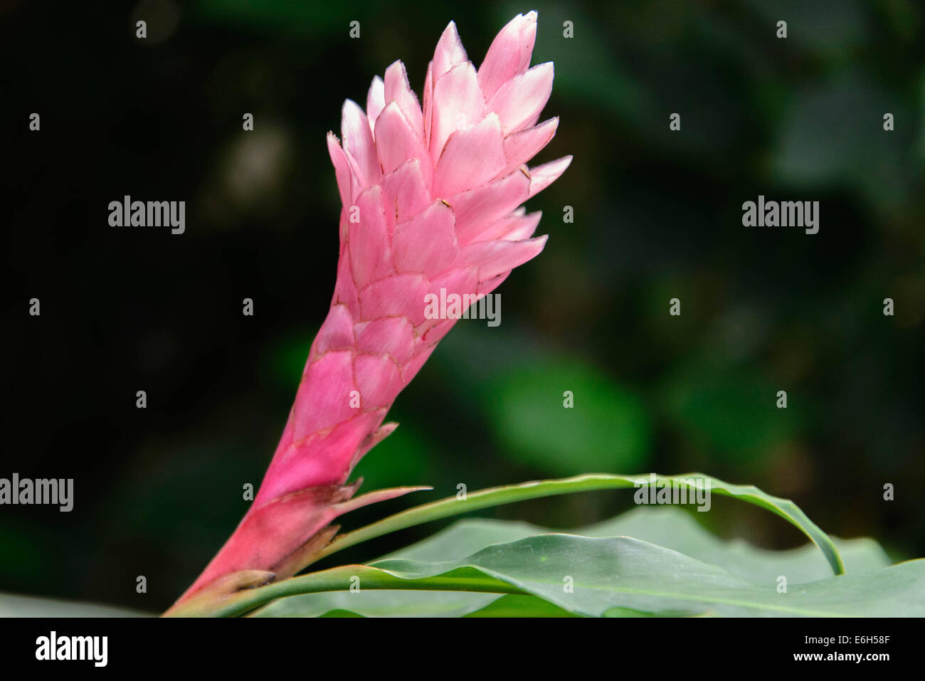 Cône rose à fleurs papillon Gingembre plante attirant Banque D'Images