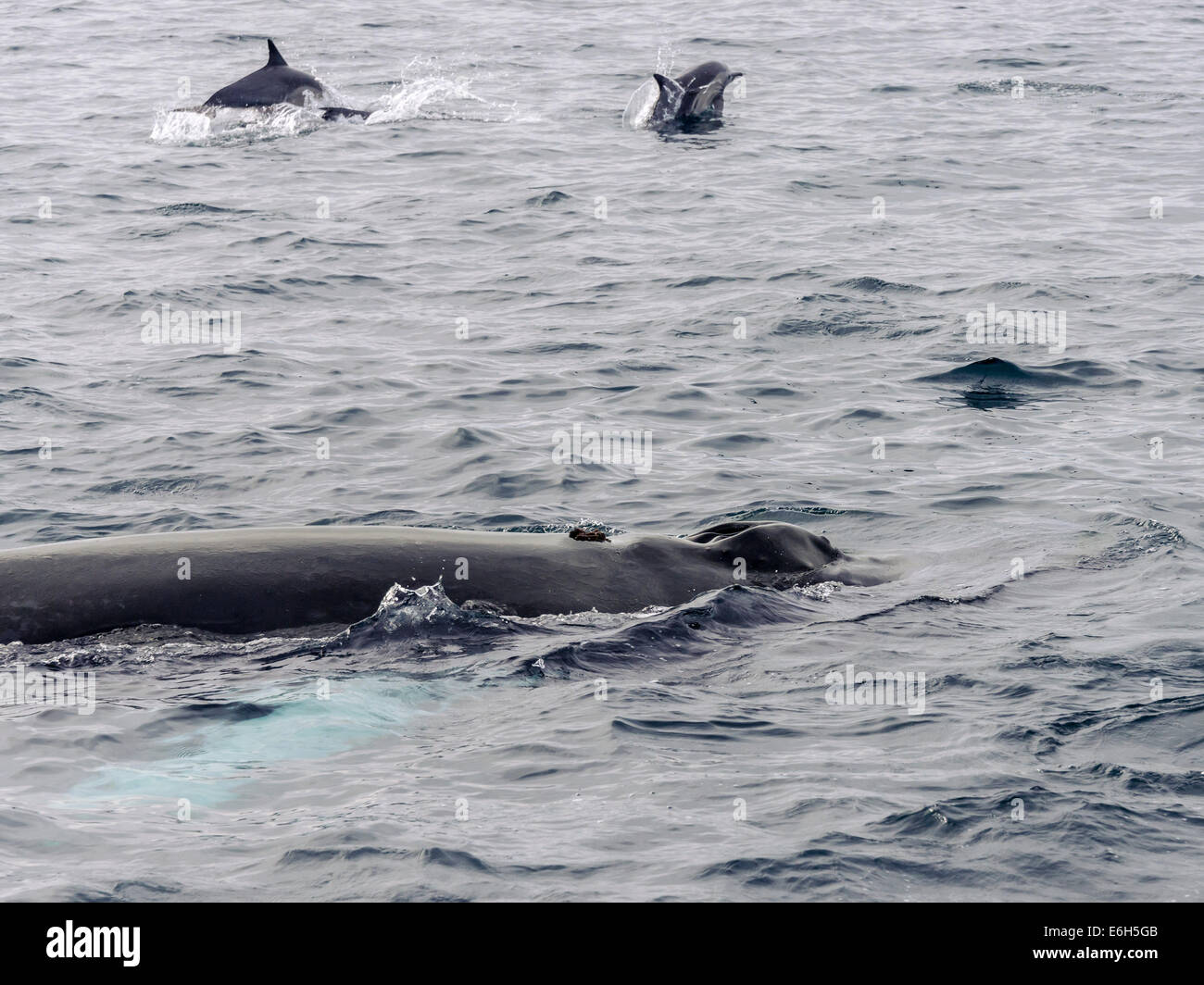 Baleine à bosse dur coup trou et flipper, avec les dauphins, Isla Carmen, Mer de Cortez, Baja, au Mexique Banque D'Images