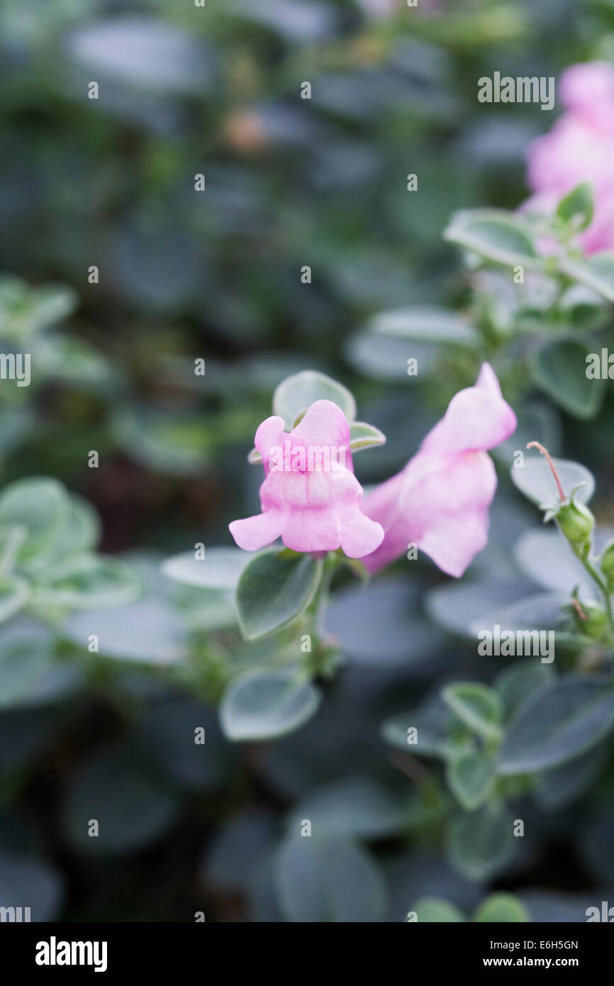 Antirrhinum molle qui se développe dans un environnement protégé. Banque D'Images