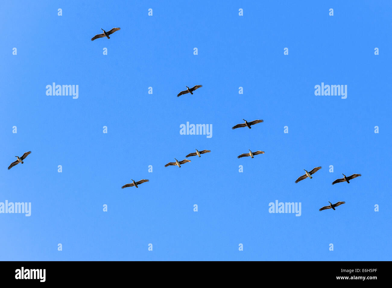 Le Pélican brun en vol, Isla Carmen, Mer de Cortez, Baja, au Mexique Banque D'Images