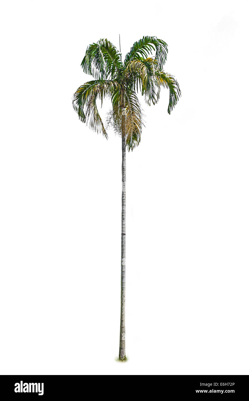 Palmier isolé sur fond blanc Banque D'Images