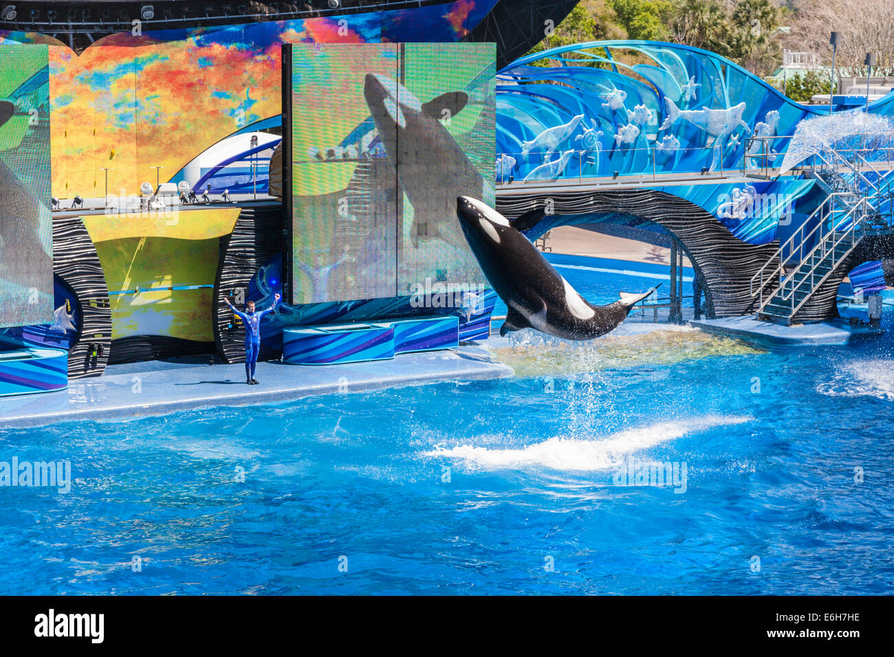 Les orques (Orcinus orca) effectuant à afficher dans le stade Shamu à Sea World à Orlando, Floride Banque D'Images