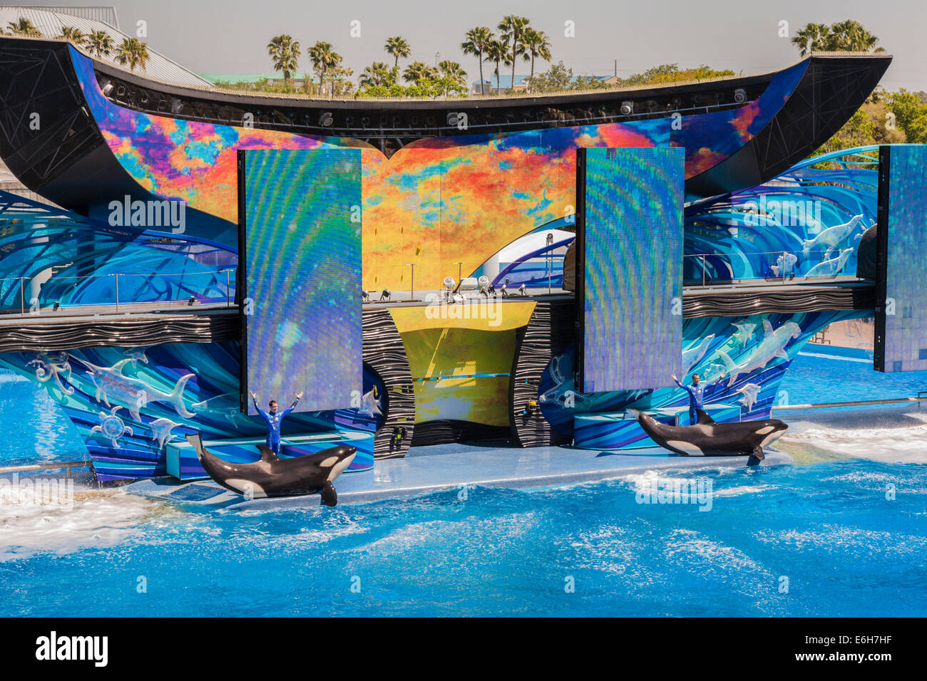 Les orques (Orcinus orca) effectuant à afficher dans le stade Shamu à Sea World à Orlando, Floride Banque D'Images