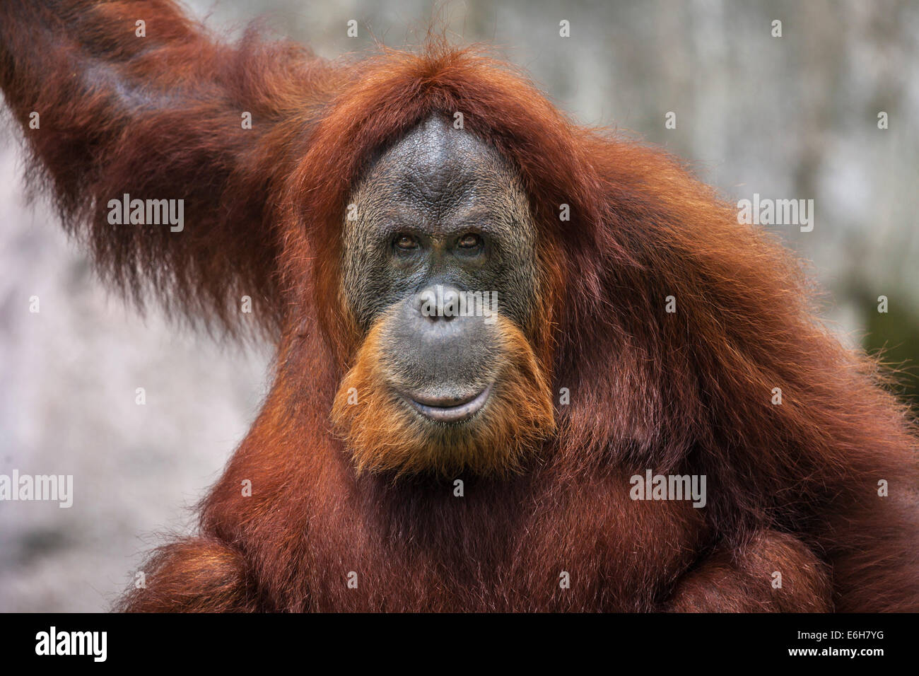 Close up face à l'orang-outan dans Audubon Zoo, La Nouvelle-Orléans, Louisiane Banque D'Images