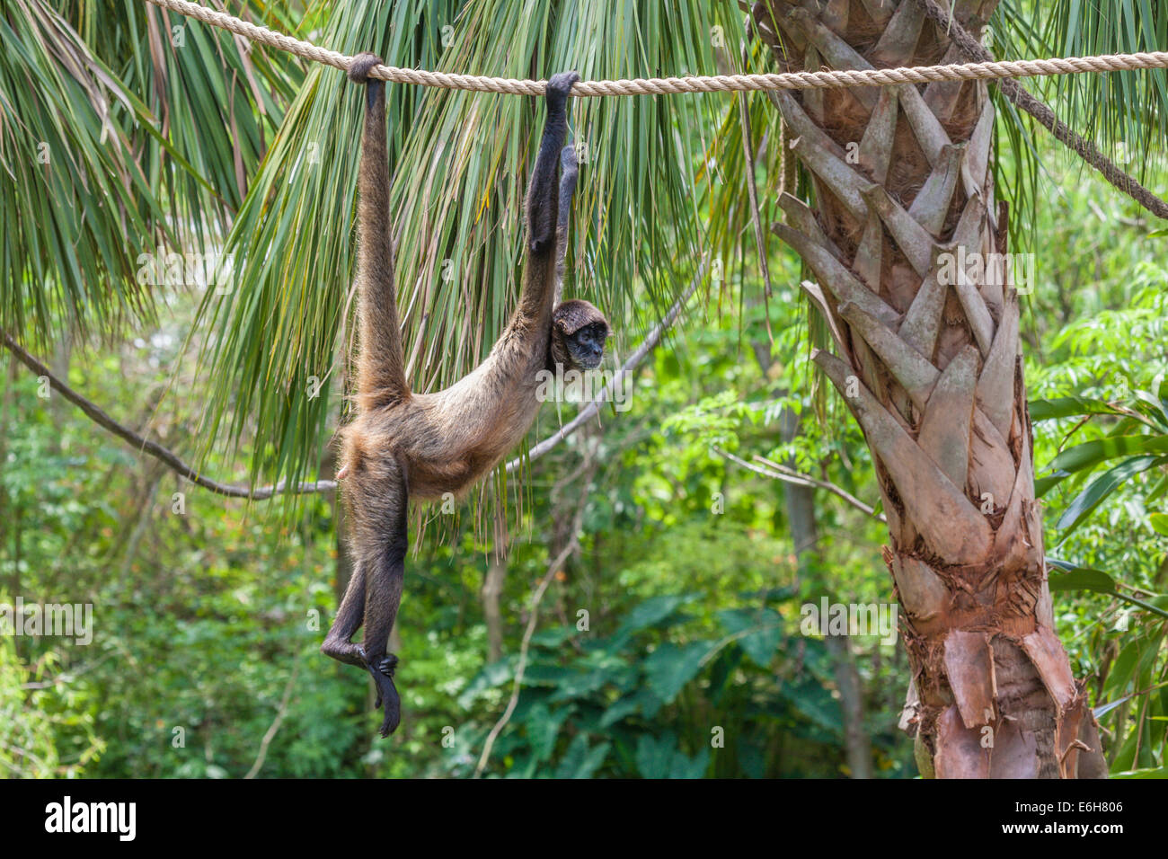 Geoffroy'sÃ¢â€šÂ¬Ã¢â€žÂ¢singe araignée (Ateles geoffroyi), également appelé singe araignée à mains noires en captivité au zoo Audubon à la Nouvelle-Orléans Banque D'Images