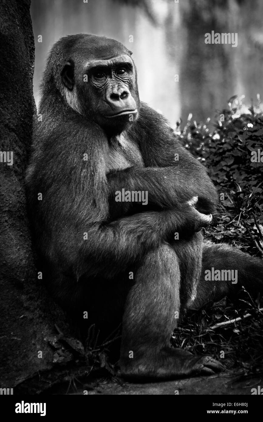 Un portrait en noir et blanc d'un gorille de plaine de l'Ouest au Zoo de Pittsburgh, Pittsburgh, Pennsylvanie Banque D'Images