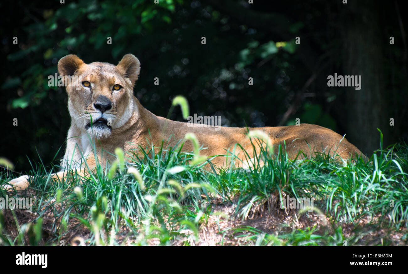 Le portrait d'une femme lion d'Afrique (lionne) en captivité dans le Zoo de Pittsburgh, Pittsburgh, Pennsylvanie. Banque D'Images