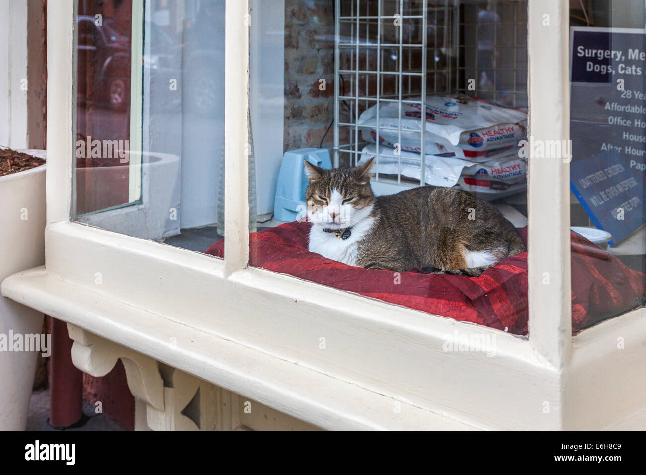 Dans la fenêtre de chat de compagnie magasin de pet shop dans le quartier français de La Nouvelle-Orléans, Louisiane Banque D'Images