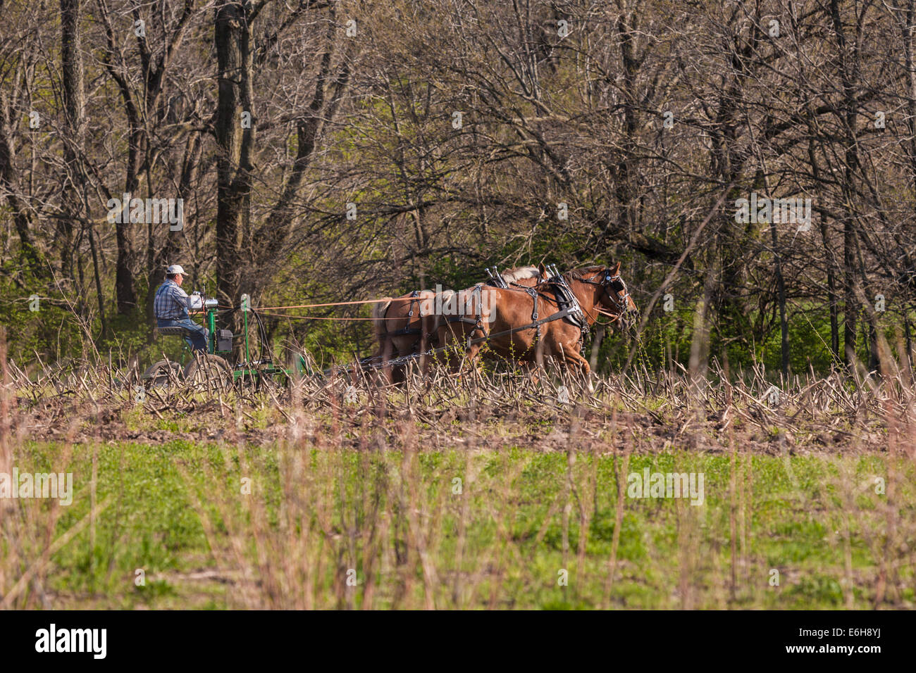 À l'aide d'agriculteurs des chevaux de charrue de champ dans la zone d'histoire vivante de Prophetstown State Park à West Lafayette, Indiana Banque D'Images
