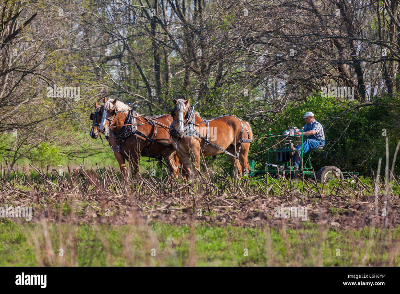À l'aide d'agriculteurs des chevaux de charrue de champ dans la zone d'histoire vivante de Prophetstown State Park à West Lafayette, Indiana Banque D'Images