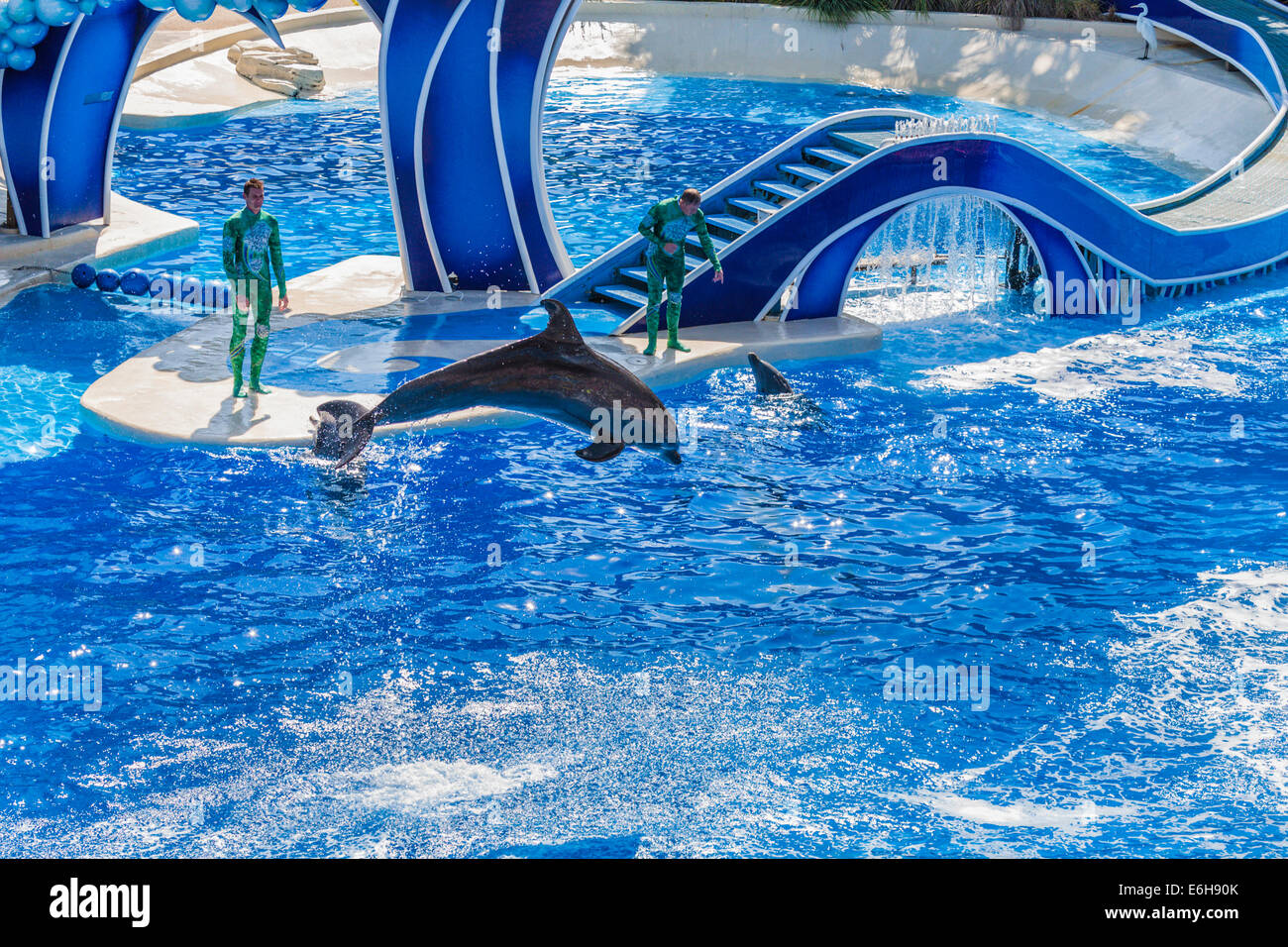 Les formateurs qui travaillent avec des animaux au cours des dauphins horizons bleus montrent à Sea World à Orlando, Floride, USA Banque D'Images