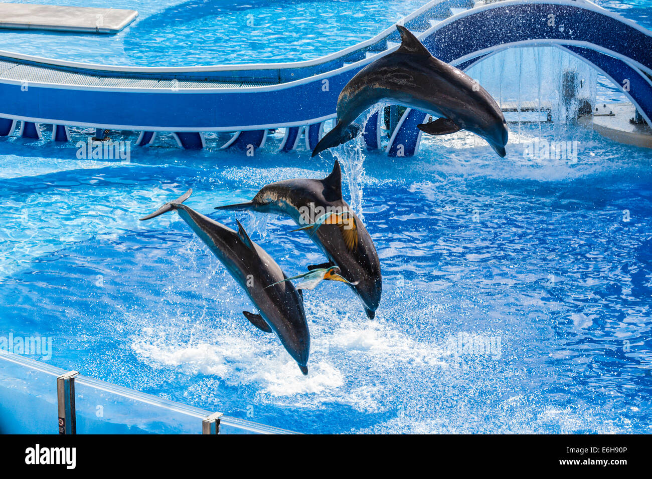 Survol des perroquets pendant les dauphins sautant à Horizons Bleu Sea World à Orlando, Floride, USA Banque D'Images