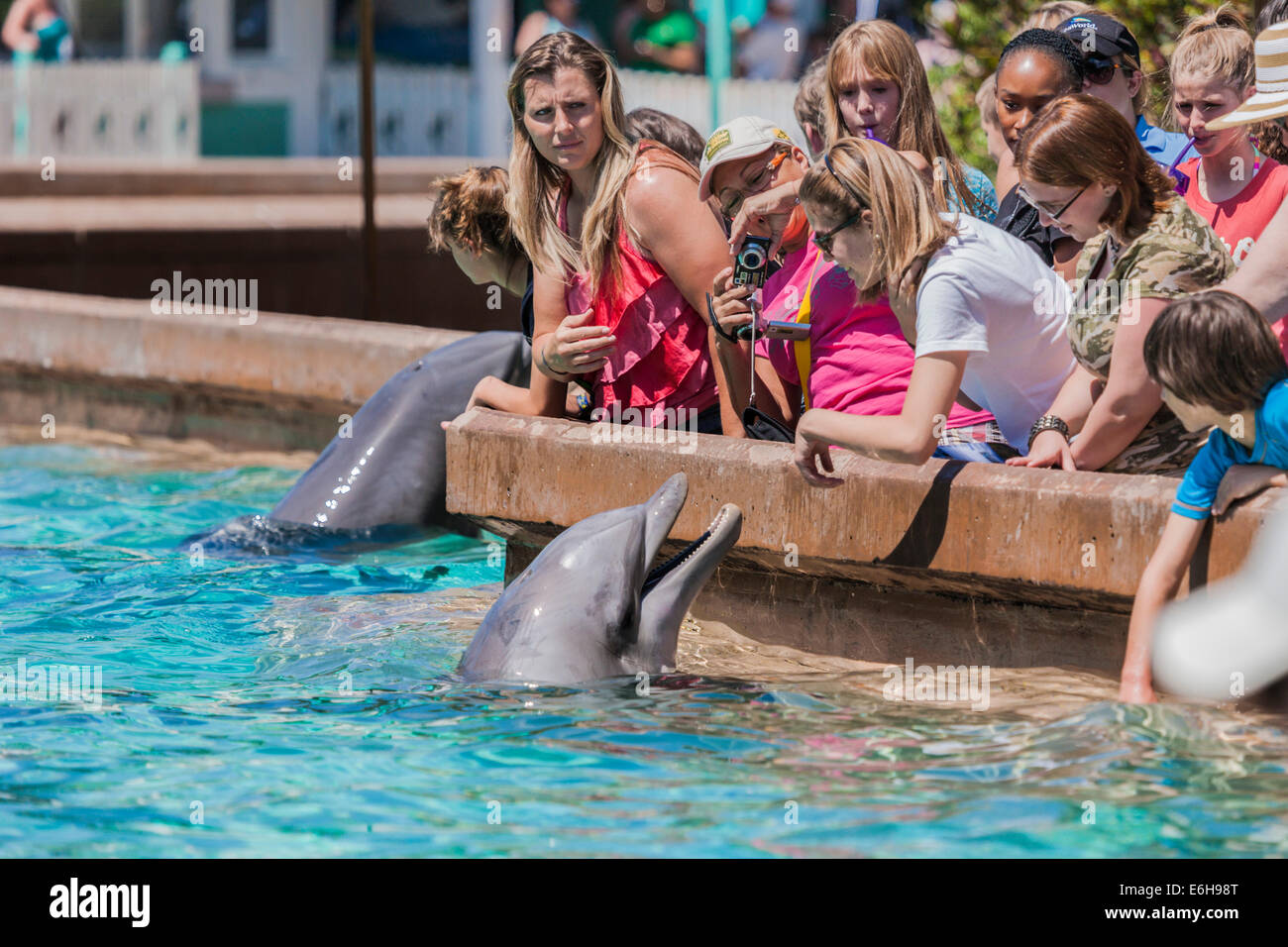Park, vous voir de près et personnel avec les dauphins à nez de bouteille Sea World Orlando à Orlando, Floride, USA Banque D'Images