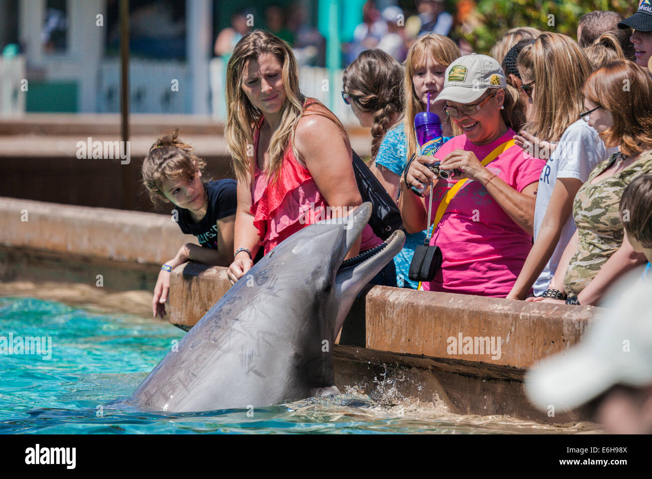 Les clients du parc se rapprochent des dauphins à nez de bouteille au Sea World Orlando au Sea World Orlando à Orlando, Floride, États-Unis Banque D'Images