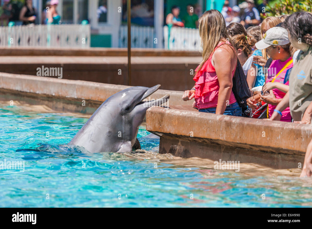 Park, vous voir de près et personnel avec les dauphins à nez de bouteille Sea World Orlando à Orlando, Floride, USA Banque D'Images