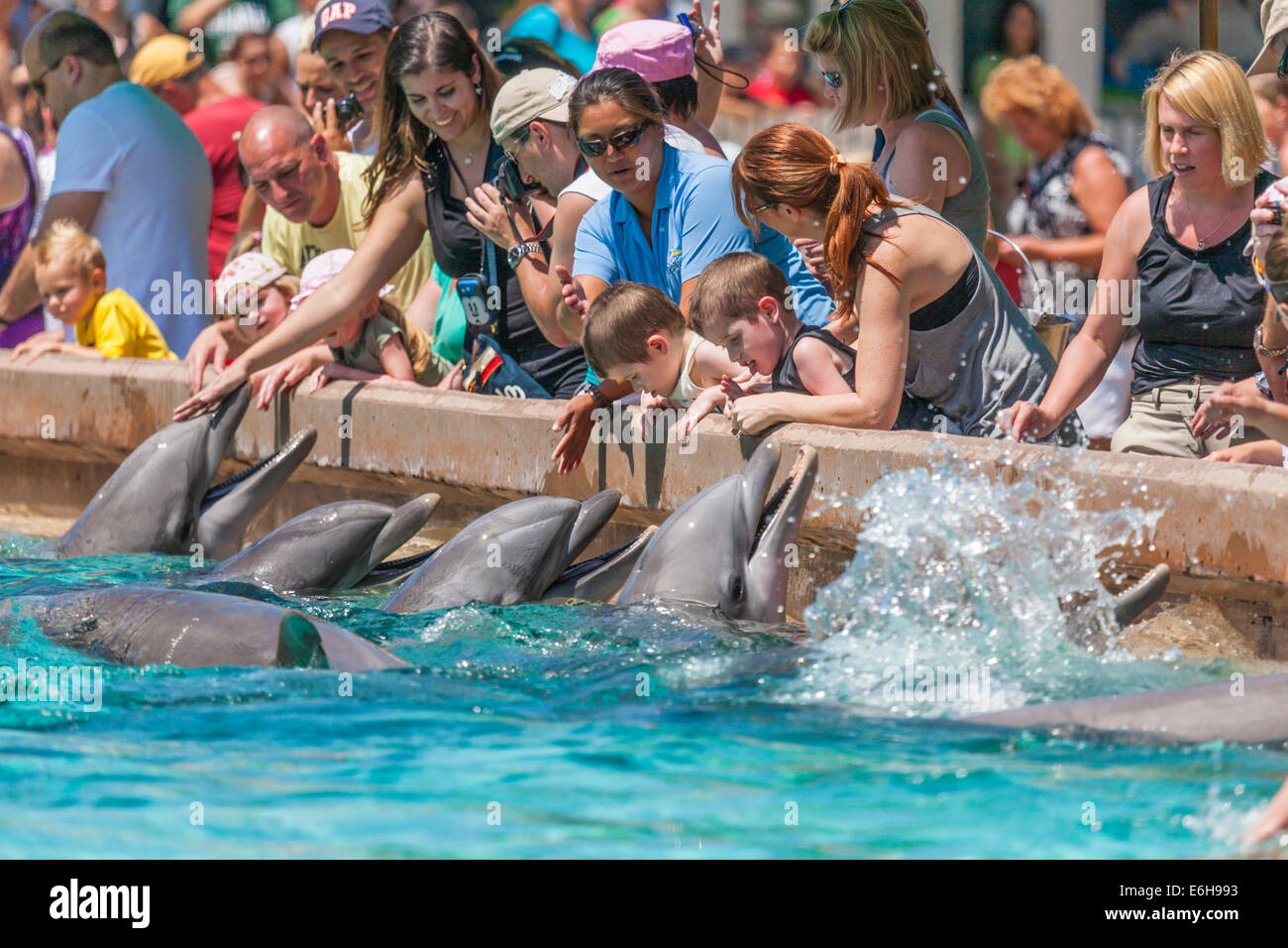 Park, vous toucher et caresser les dauphins à nez de bouteille Sea World Orlando à Orlando, Floride, USA Banque D'Images