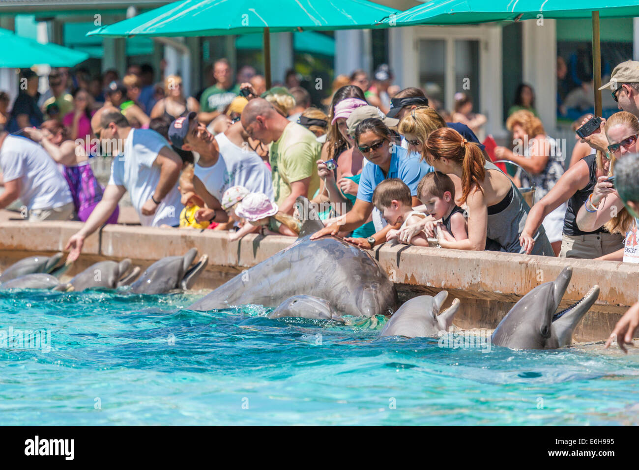 Park, vous toucher et caresser les dauphins à nez de bouteille Sea World Orlando à Orlando, Floride, USA Banque D'Images