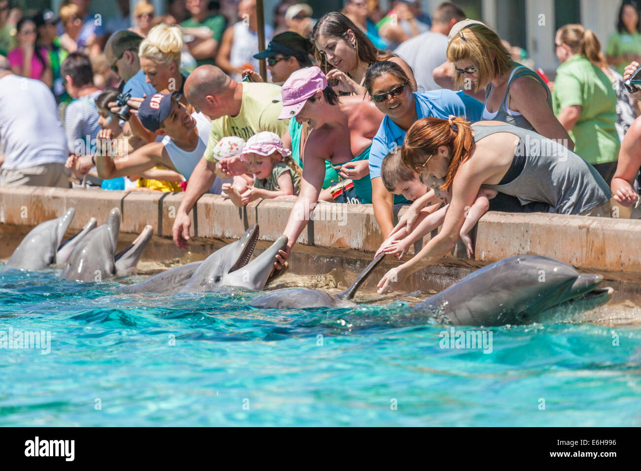 Park, vous toucher et caresser les dauphins à nez de bouteille Sea World Orlando à Orlando, Floride, USA Banque D'Images