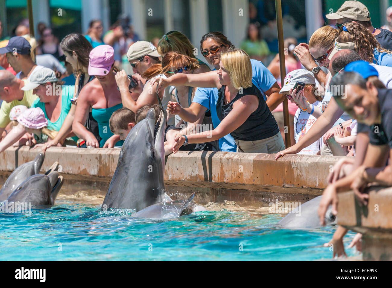 Les clients du parc les dauphins à nez de biberons Sea World Orlando à Orlando, Floride, USA Banque D'Images