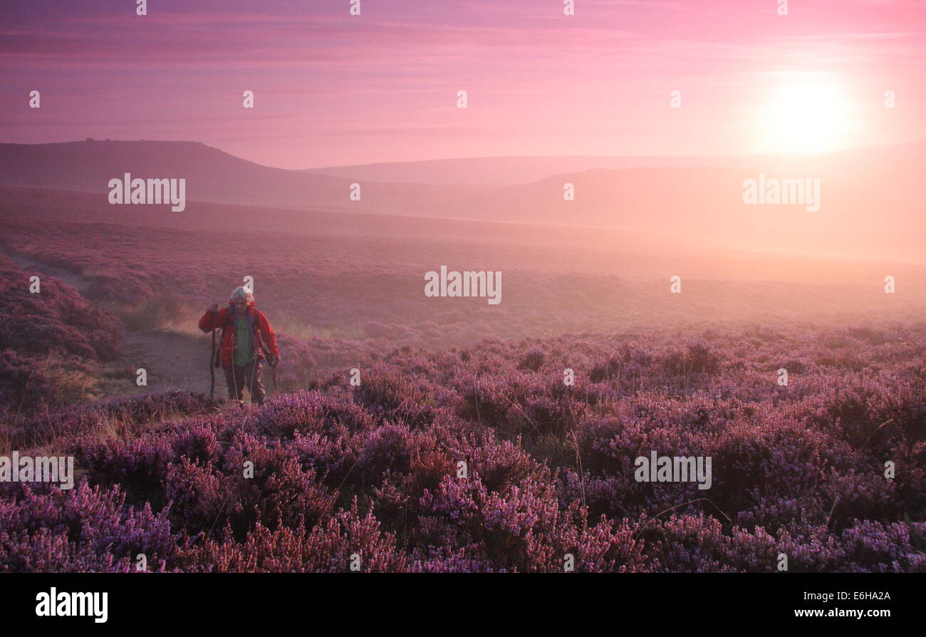 Hathersage Moor, Peak District. 24 août 2014. Par un beau matin frisquet, une colline, Walker s'arrête pour admirer une rafale de lilas aube lumière comme il s'allume de grands pans de la mauve et magenta heather cloaking Hathersage Moor près de Sheffield. August Bank Holiday weekend temps est se détériorer avec les prévisionnistes prédisent une forte pluie et vent pour la plupart des régions du Royaume-Uni demain (25/8). Credit : Deborah Vernon/Alamy Live News Banque D'Images