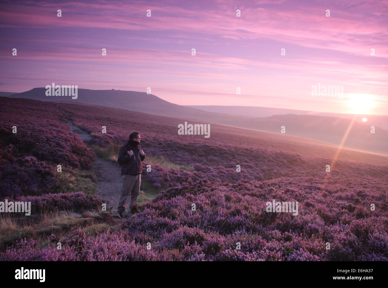 Hathersage Moor, Peak District. 24 août 2014. Par un beau matin frisquet, une colline, Walker s'arrête pour admirer une rafale de lilas aube lumière comme il s'allume de grands pans de la mauve et magenta heather cloaking Hathersage Moor près de Sheffield. August Bank Holiday weekend temps est se détériorer avec les prévisionnistes prédisent une forte pluie et vent pour la plupart des régions du Royaume-Uni demain (25/8). Credit : Deborah Vernon/Alamy Live News Banque D'Images