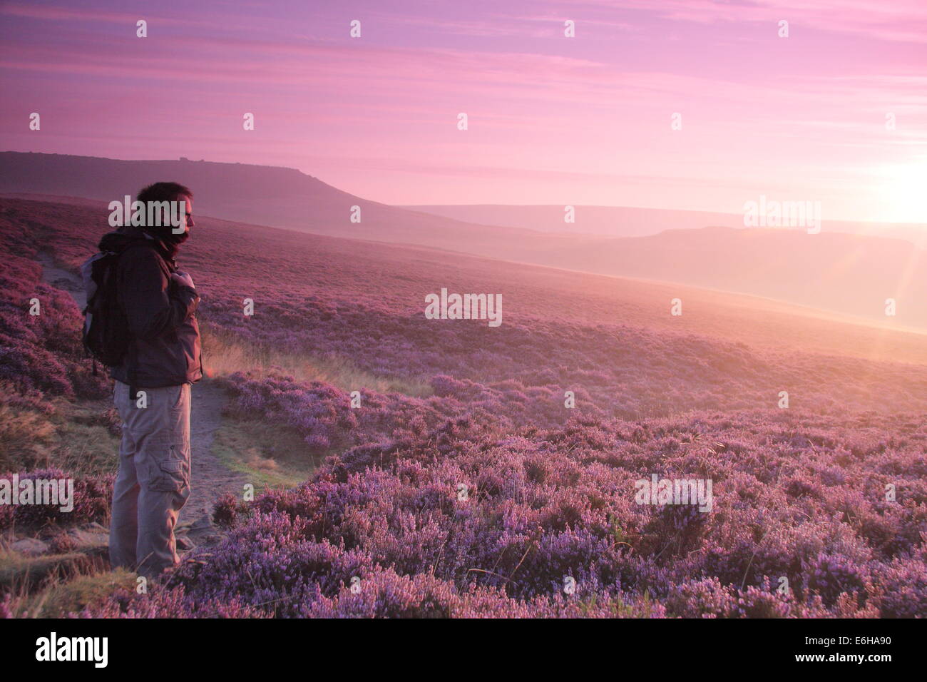 Hathersage Moor, Peak District. 24 août 2014. Par un beau matin frisquet, une colline, Walker s'arrête pour admirer une rafale de lilas aube lumière comme il s'allume de grands pans de la mauve et magenta heather cloaking Hathersage Moor près de Sheffield. August Bank Holiday weekend temps est se détériorer avec les prévisionnistes prédisent une forte pluie et vent pour la plupart des régions du Royaume-Uni demain (25/8). Credit : Deborah Vernon/Alamy Live News Banque D'Images