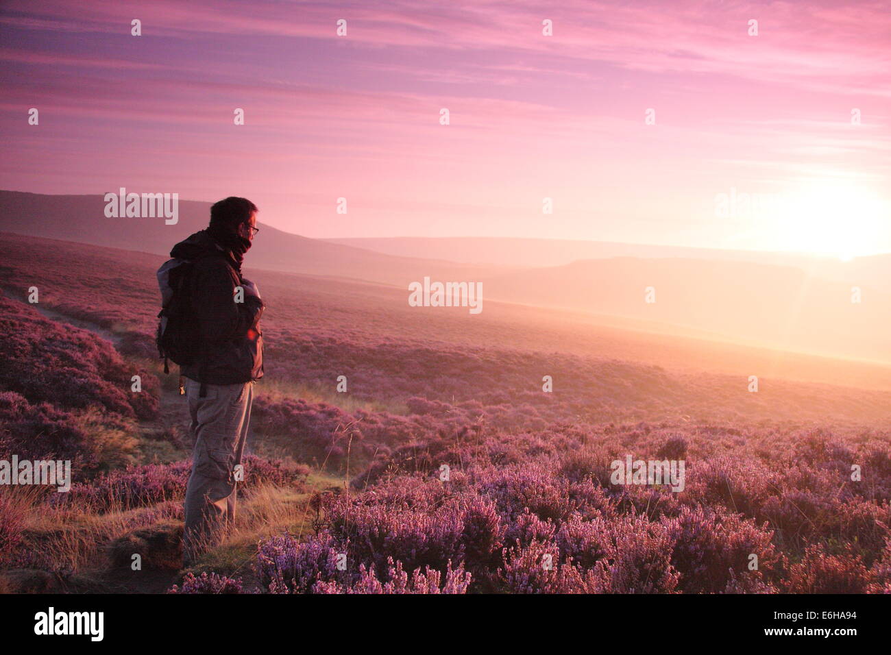Hathersage Moor, Peak District. 24 août 2014. Par un beau matin frisquet, une colline, Walker s'arrête pour admirer une rafale de lilas aube lumière comme il s'allume de grands pans de la mauve et magenta heather cloaking Hathersage Moor près de Sheffield. August Bank Holiday weekend temps est se détériorer avec les prévisionnistes prédisent une forte pluie et vent pour la plupart des régions du Royaume-Uni demain (25/8). Credit : Deborah Vernon/Alamy Live News Banque D'Images