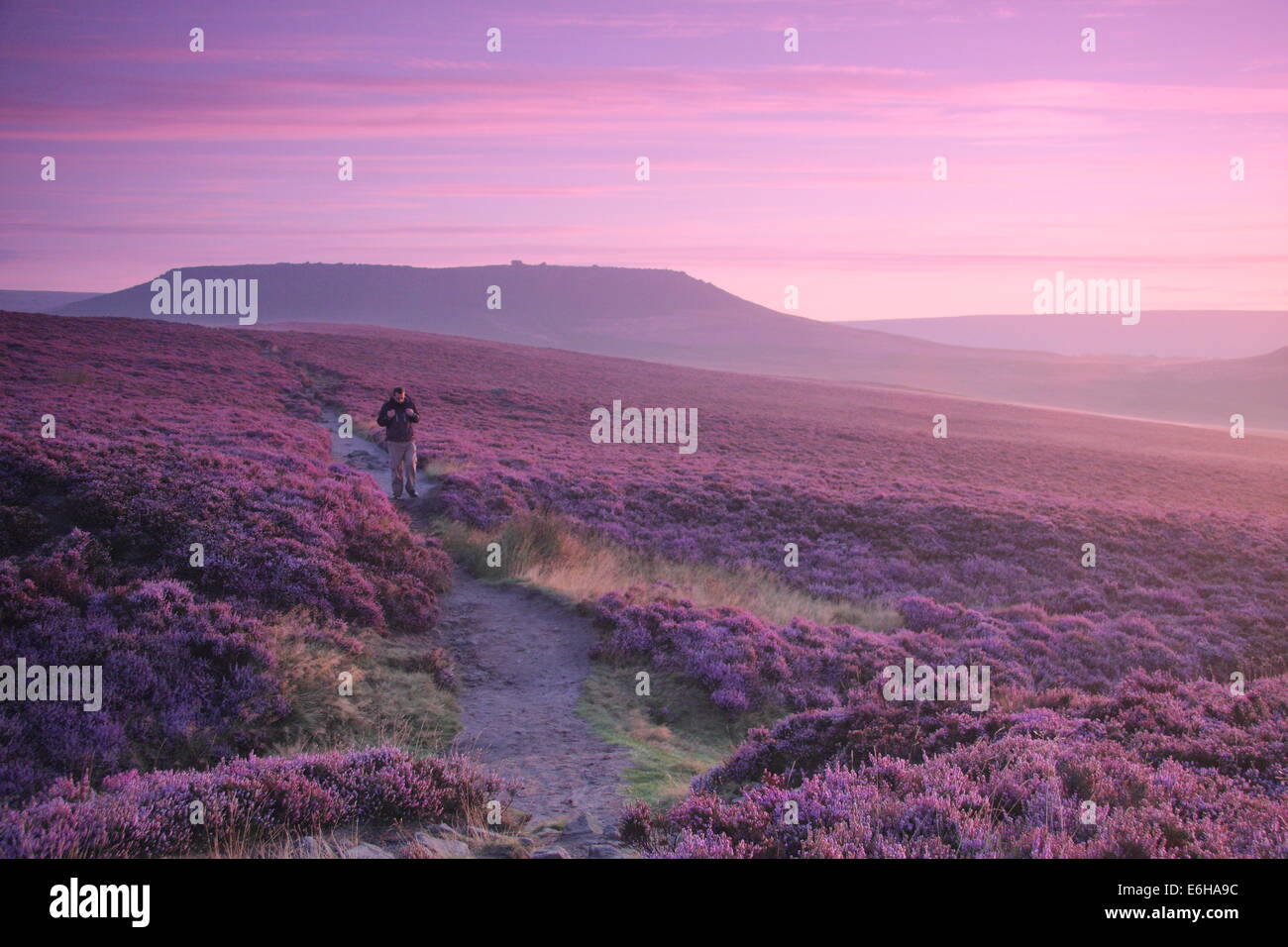 Hathersage Moor, Peak District. 24 août 2014. Par un beau matin frisquet, une colline, Walker s'arrête pour admirer une rafale de lilas aube lumière comme il s'allume de grands pans de la mauve et magenta heather cloaking Hathersage Moor près de Sheffield. August Bank Holiday weekend temps est se détériorer avec les prévisionnistes prédisent une forte pluie et vent pour la plupart des régions du Royaume-Uni demain (25/8). Credit : Deborah Vernon/Alamy Live News Banque D'Images