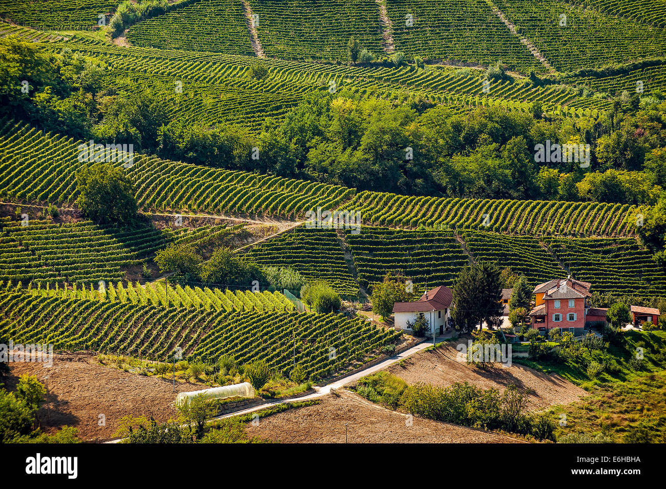 Italie Piémont Langhe Santo Stefano Belbo Vineyards Banque D'Images