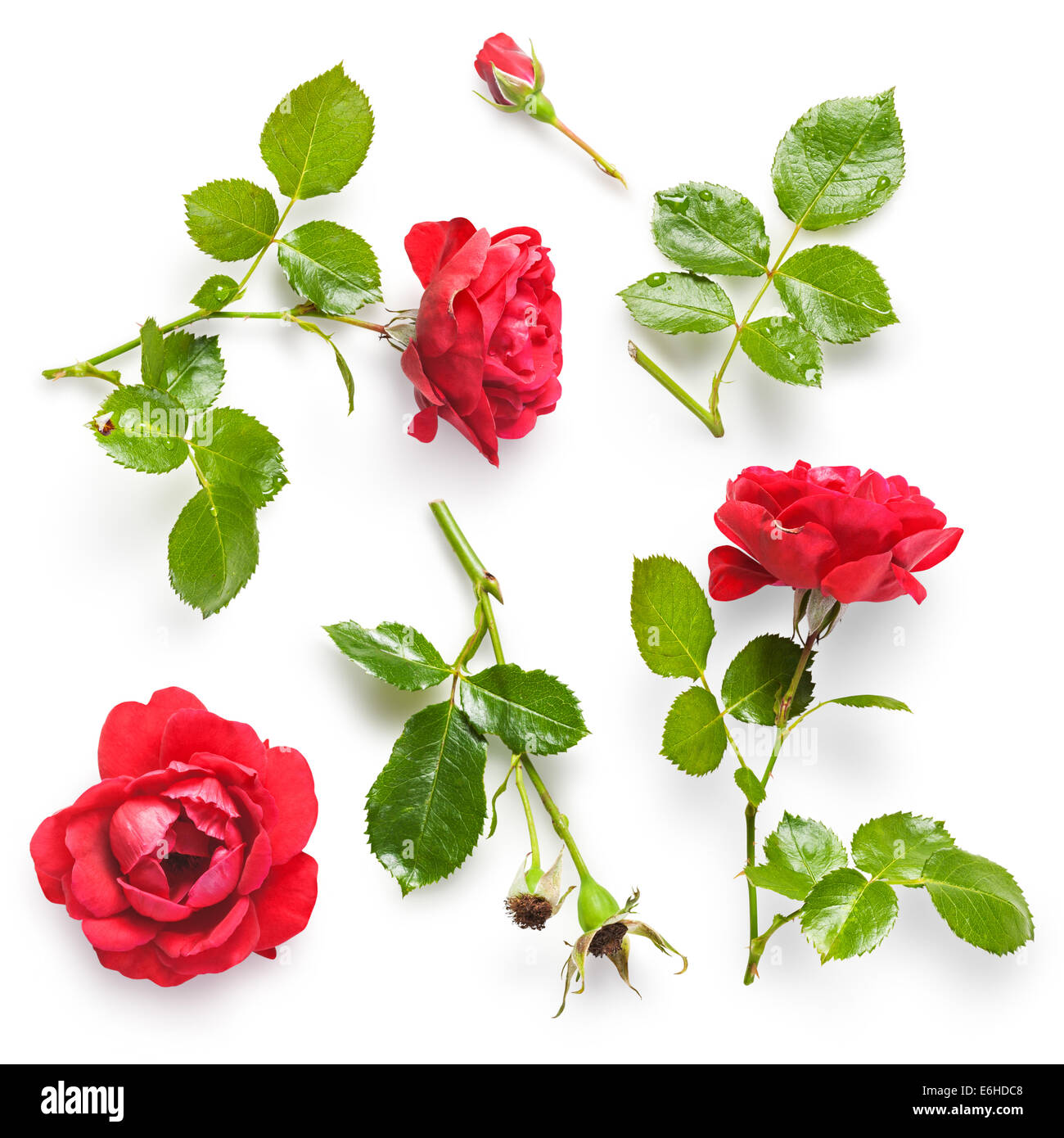 Belle collection de fleurs rose rouge isolé sur fond blanc. Des Rosiers grimpants à gouttes d'eau Banque D'Images