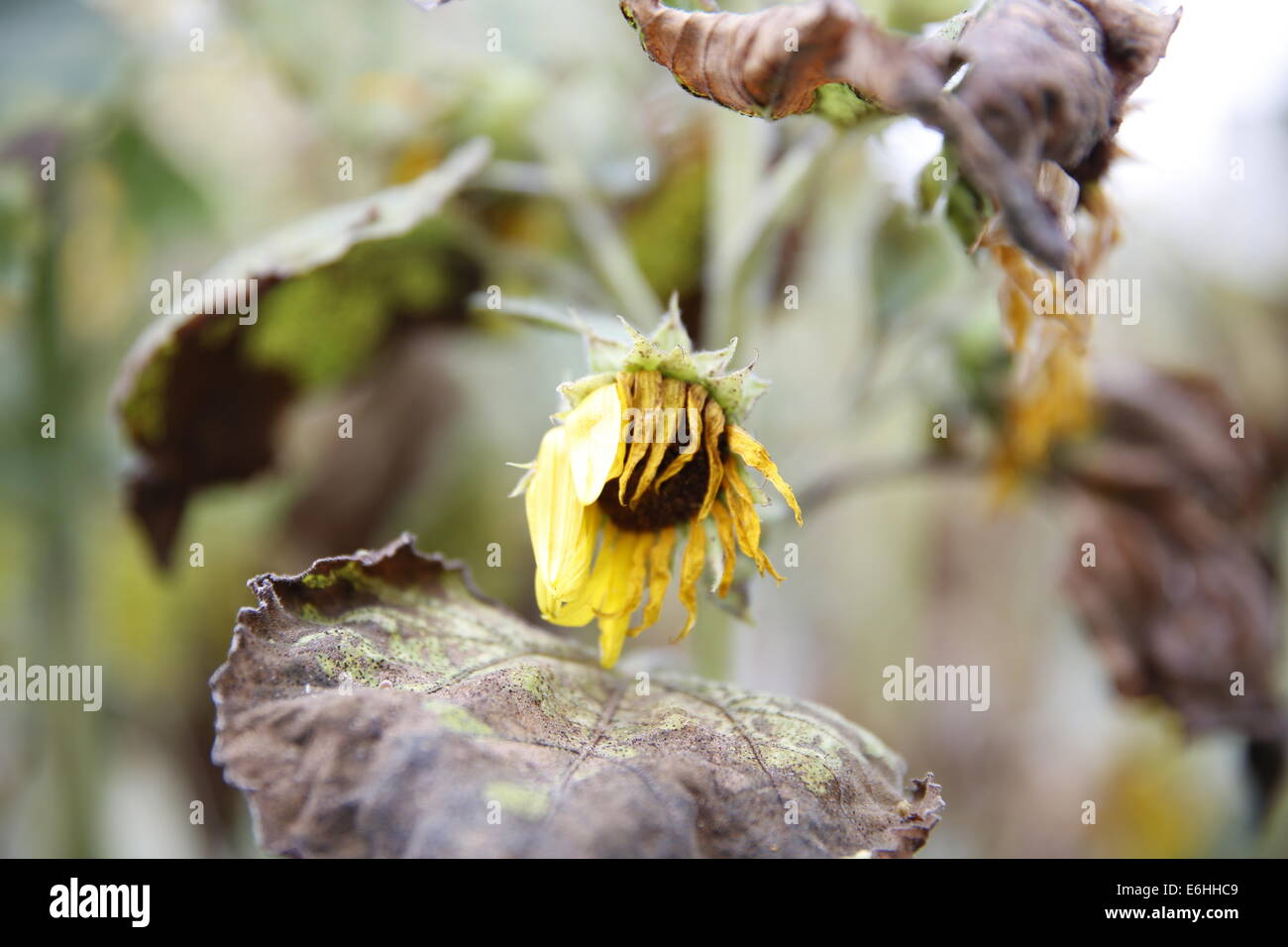 Tournesols d'été dans une ruelle de Bloomington, Indiana Sun fleur fleurs jaune. Banque D'Images