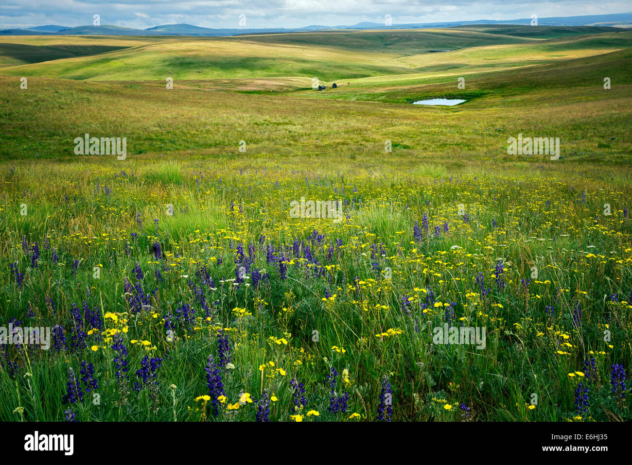 Fleurs sauvages, prairie, étang et pioneer cabin. Prairie Zumwalt, Oregon Banque D'Images