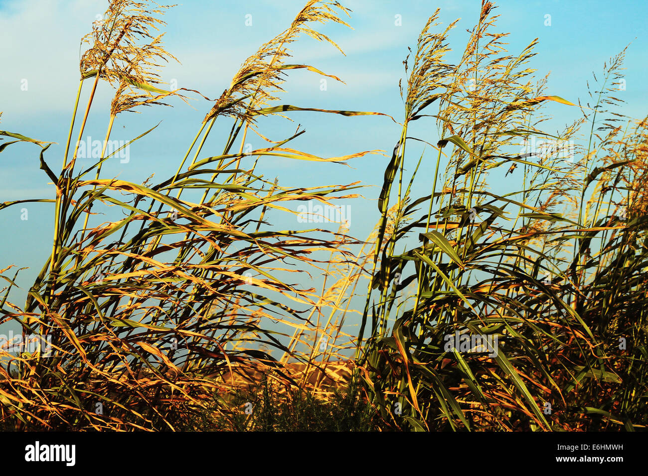 Belle, Golden, blé dans le vent d'une route de campagne au Texas. Banque D'Images