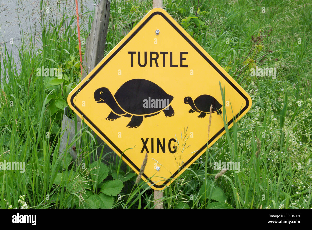 Un point de passage de tortues dans le Vermont, USA Banque D'Images