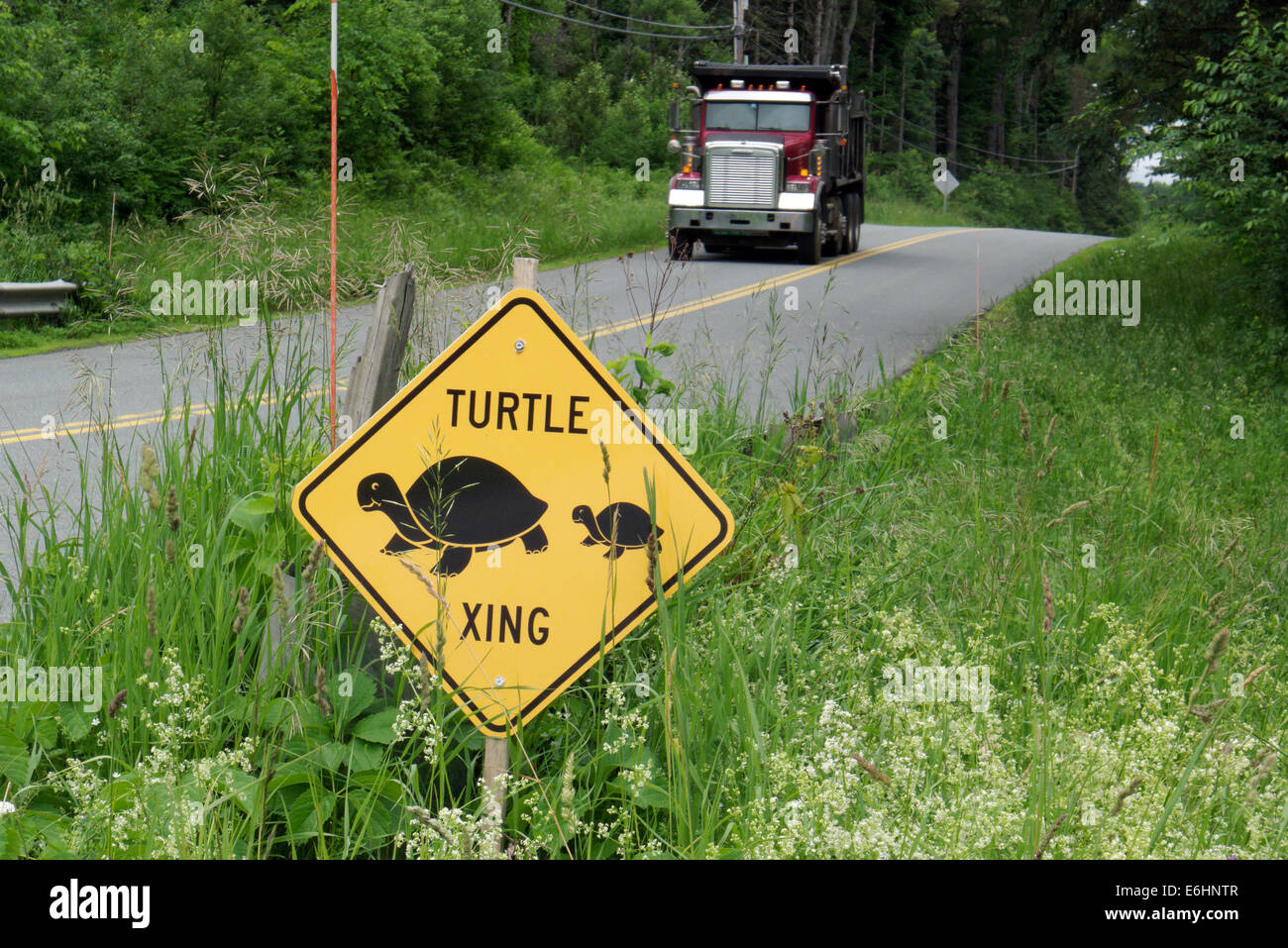Un point de passage de tortues dans le Vermont, USA Banque D'Images