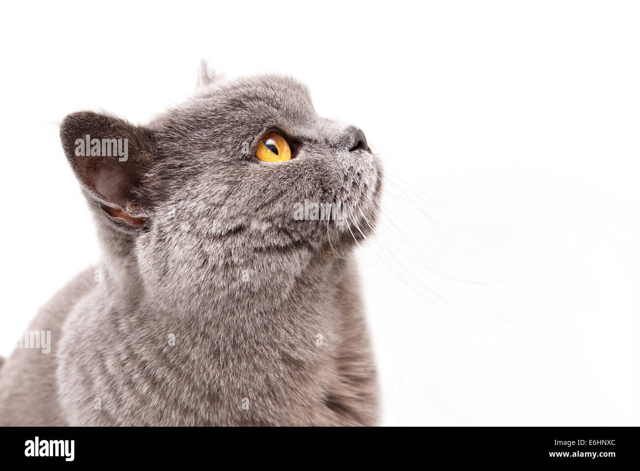Portrait d'un chat british gris isolé sur fond blanc Banque D'Images