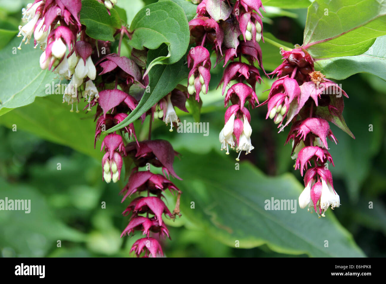 Leycesteria Berry Faisan Banque D'Images