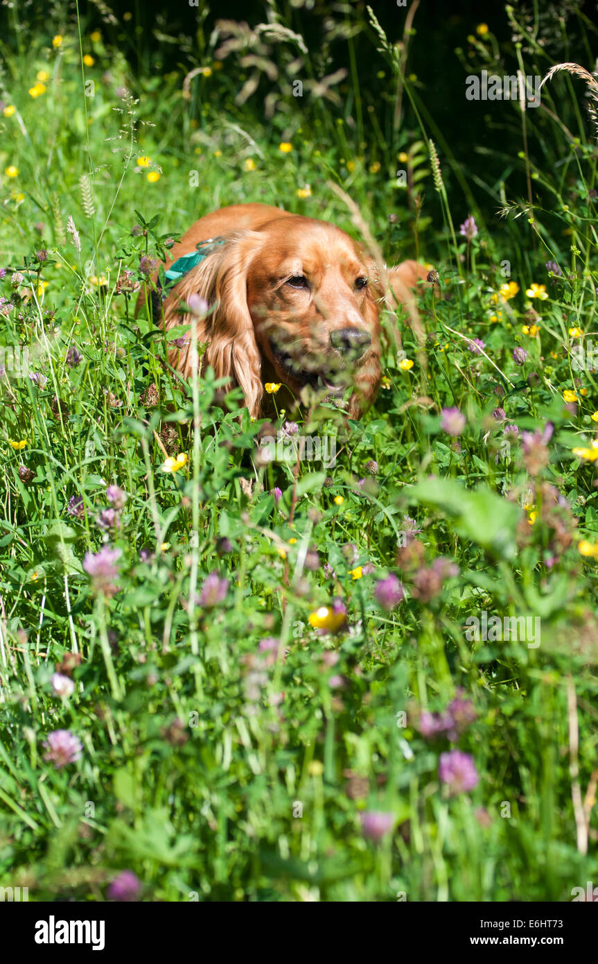 Chien dans l’herbe Banque D'Images