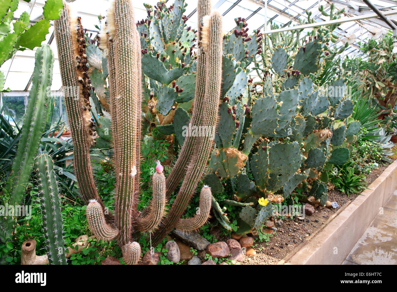 Divers cactus sur l'affichage dans les jardins botaniques de Buffalo. Banque D'Images