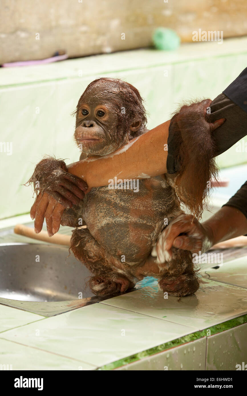 Orangutan orphelin (Pongo pygmaeus) se cramponnant au bras du gardien tout en ayant un bain dans le Évier au Centre de soins Orangutan et quarantaine Banque D'Images