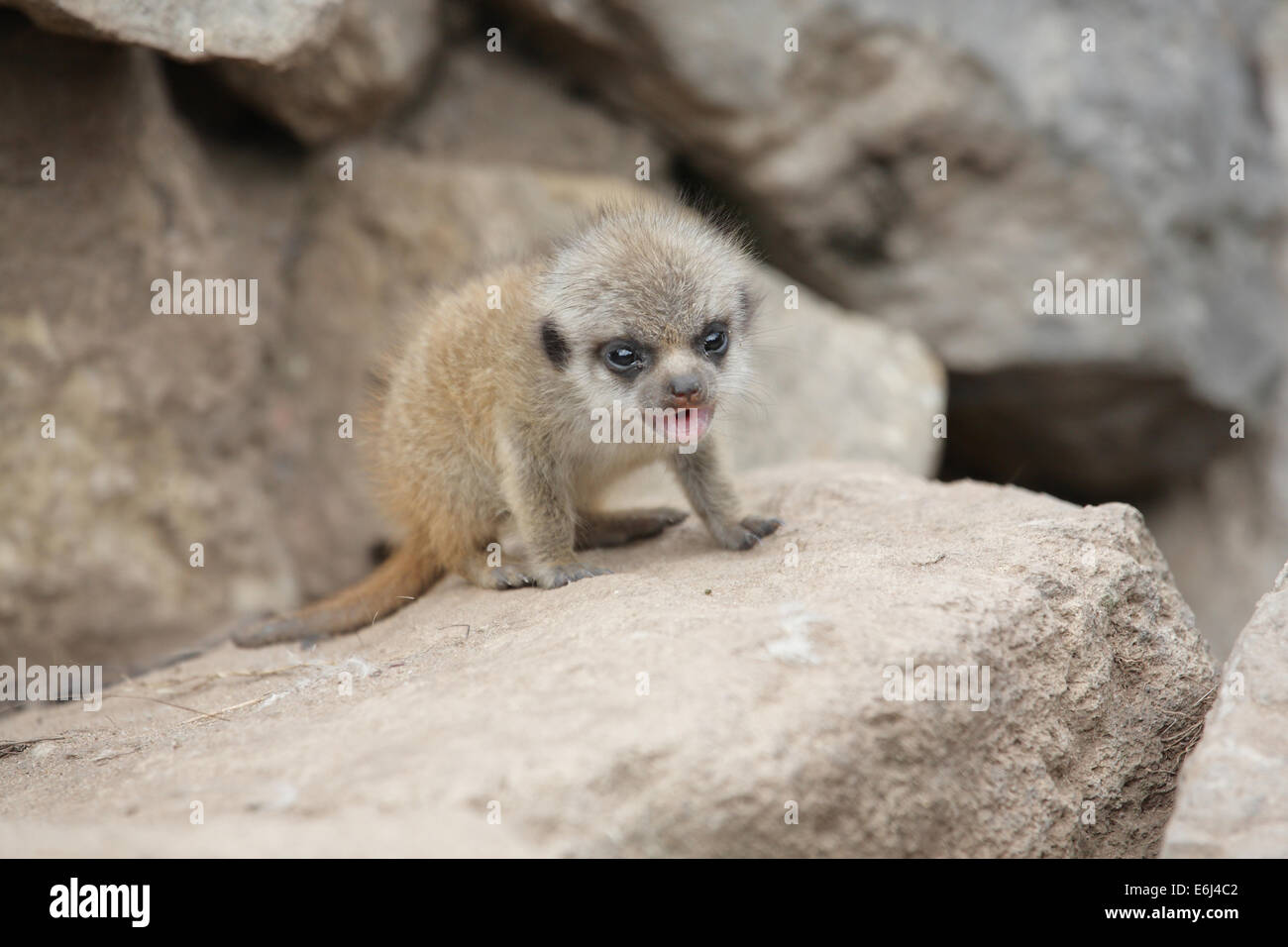 Meerkat bébé appelant Banque D'Images